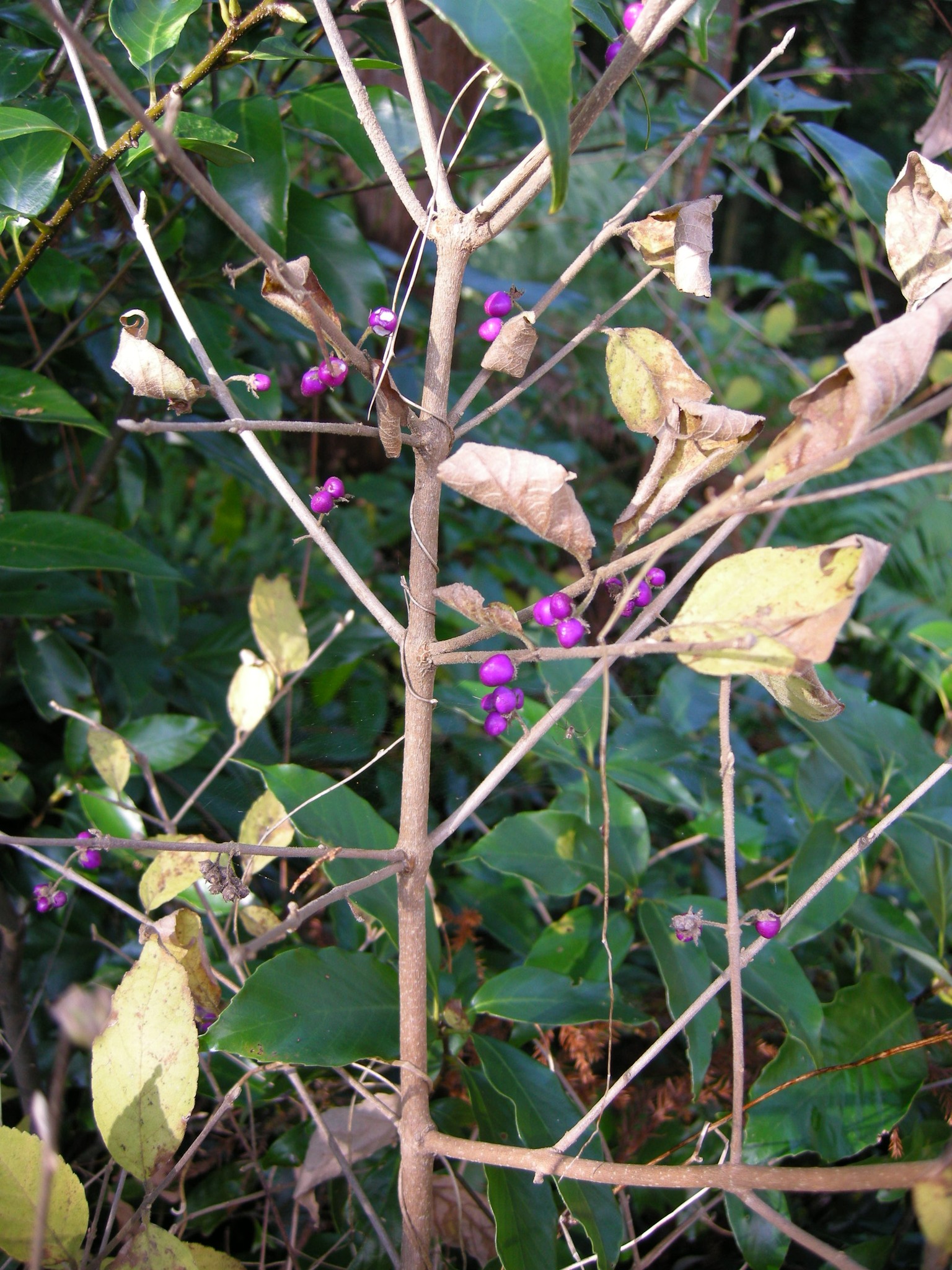 234．《ヤブムラサキ（藪紫）》 | ニッセイ緑の財団ニュース